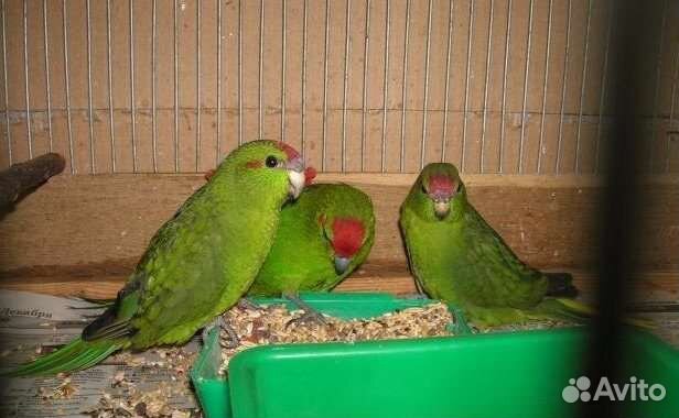 Новозеландские какарики, птенцы