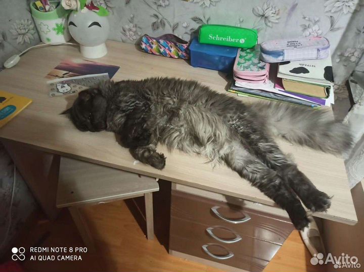 Шотландский, длина шерстный Кот Ищет подружку