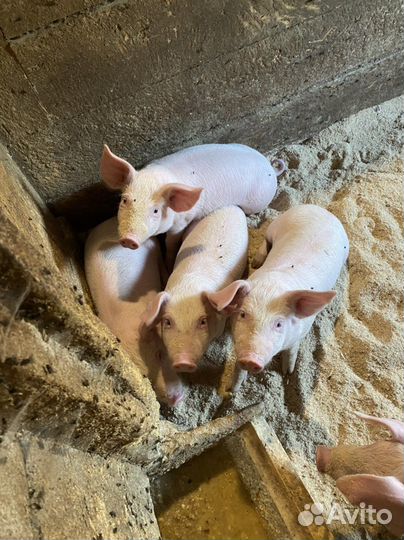 Поросята