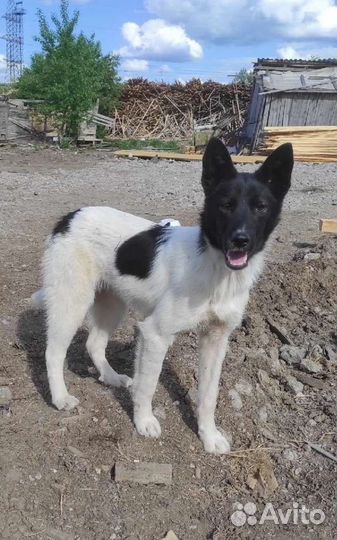 Собаки в добрые руки