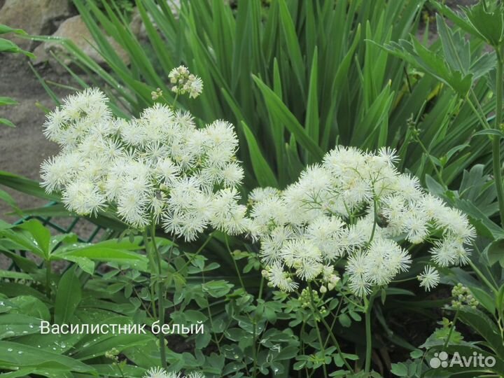 Многолетники ч. 5.Предварительный заказ