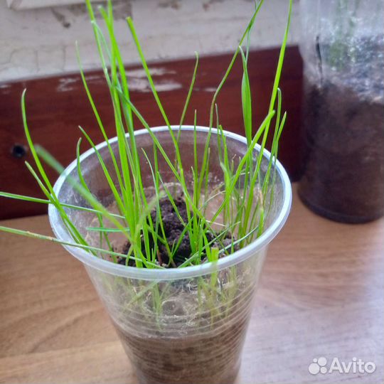 Трава для кошек