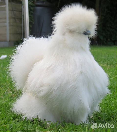 Брудер для цыплят