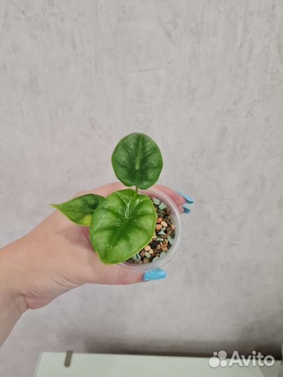 Алоказии, очень много