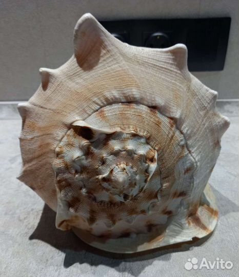 Гигантская морская ракушка