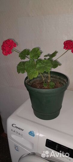 Пеларгония герань