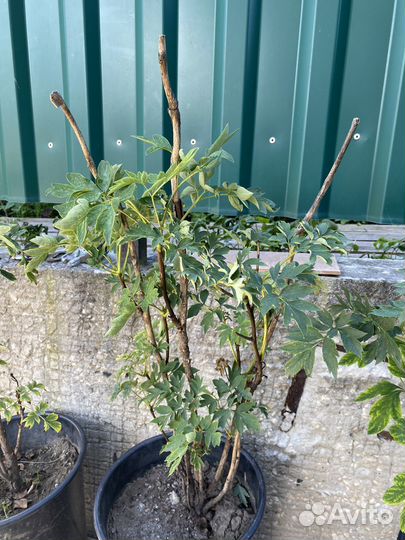 Пион древовидный, Синий сапфир