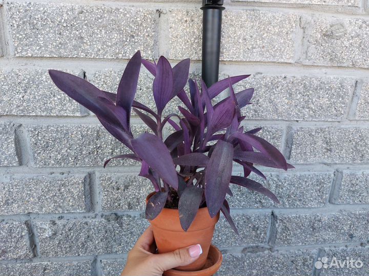 Традесканция