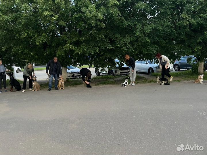 Дрессировка собак (кинолог/хендлер/ветдиетолог)