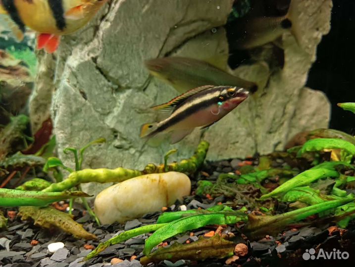 Мох/Пельвикахромис пульхер/рыбки аквариумные