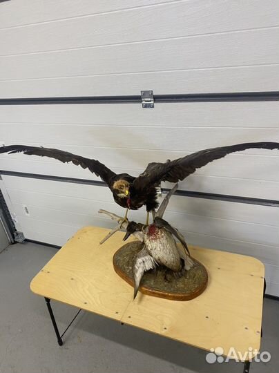 Чучело птицы