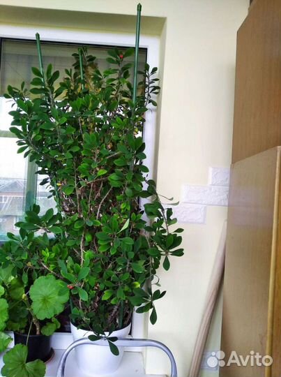 Молочай миля