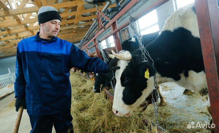 Вахта Разнорабочий на агрофирму