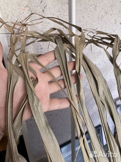 Декоративный лист пальмы