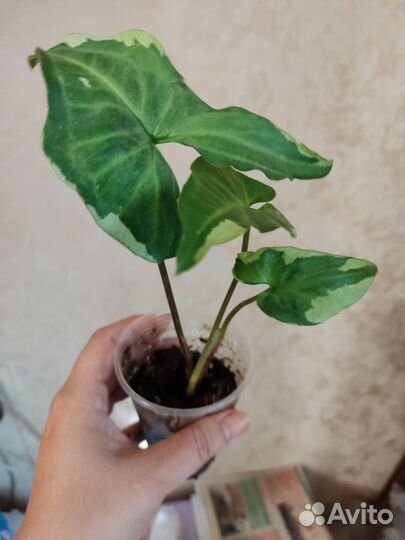 Сингониум три короля и др