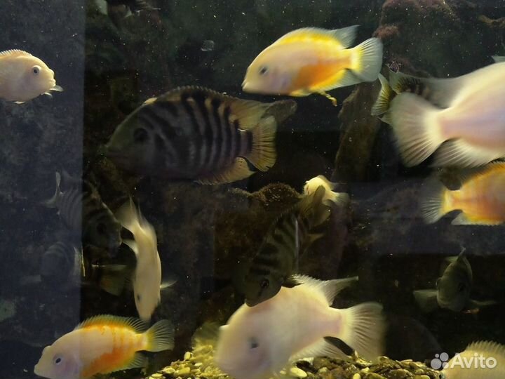 Аквариумные рыбки цихлиды