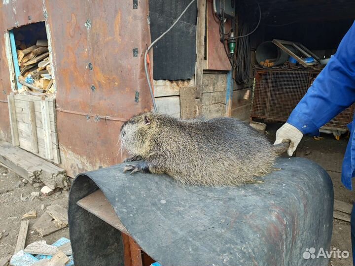 Продажа нутрии