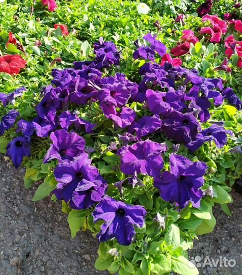Петуния кустовая синяя рассада цветов оптом