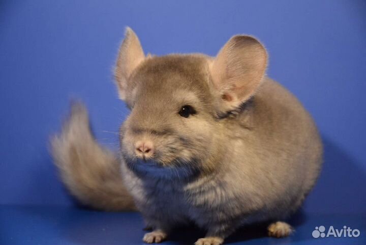 Шиншиллы ангоры и носители