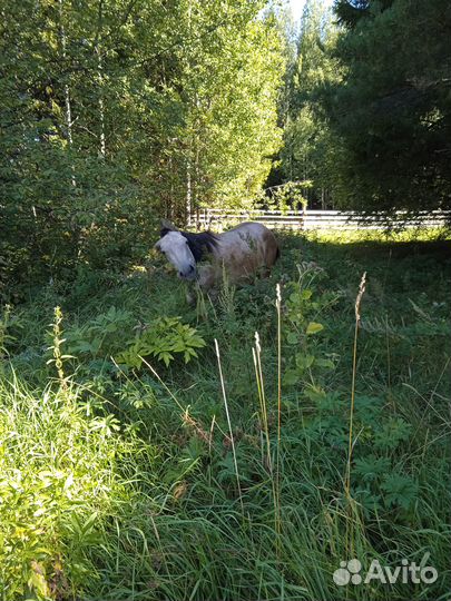 Жеребец 1 год