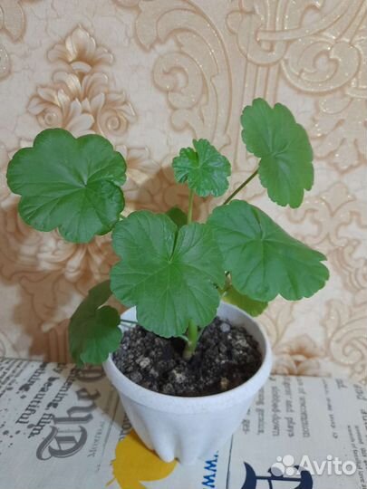 Комнатные цветы