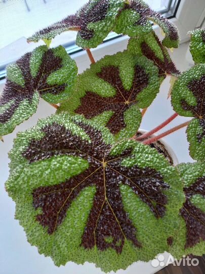 Бегония декоративно лиственная