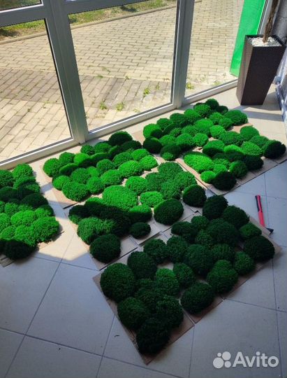 Яркий, сочный, насыщенный мох кочки