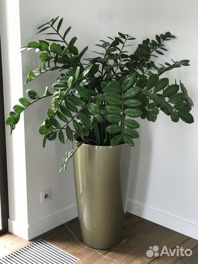 Замиокулькас в горшках Lechuza rondo 75