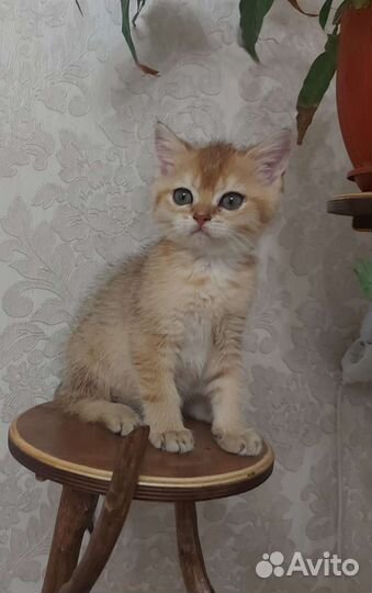 Британские котята