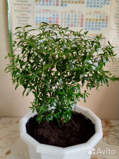 Комнатные цветы