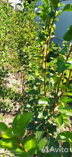 Саженцы роз и плодовых деревьев