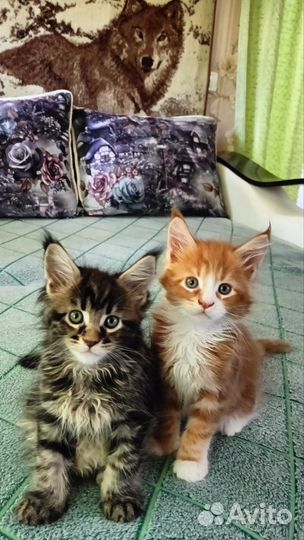 Котята мейн-кун