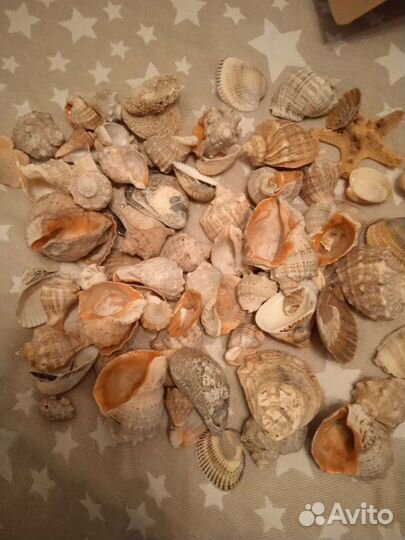 Ракушки, декор, для поделок