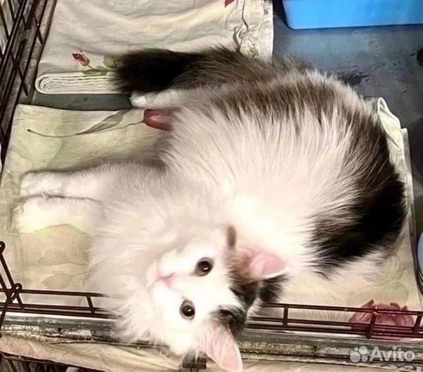 Славный пушистый котик в поисках дома