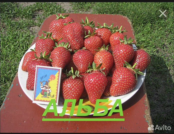 Рассада клубники усы