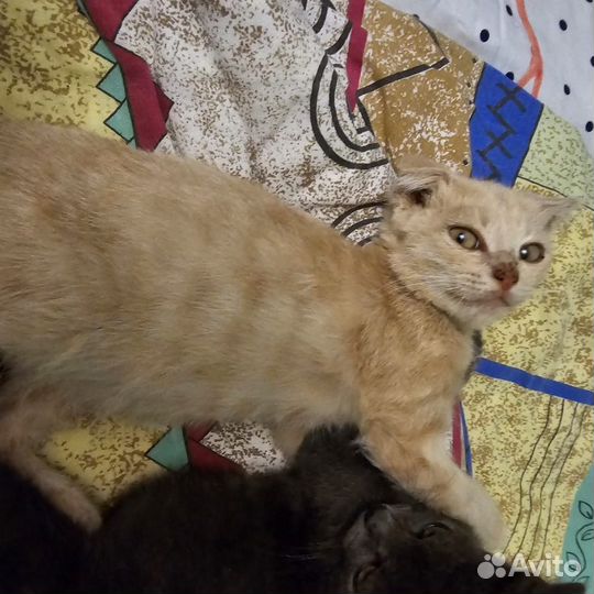 Котята в добрые руки - мальчики