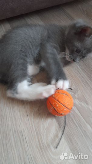 Кошки в добрые руки