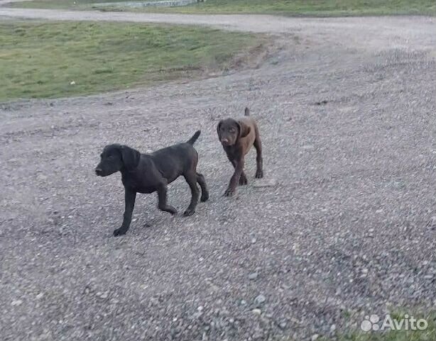 Щенки курцхаара