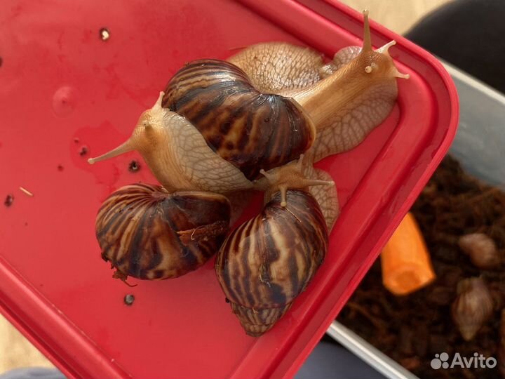 Улитки архахатины