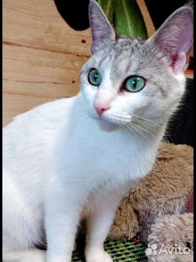 Кошка Кассандра