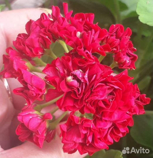 Та Изабелла