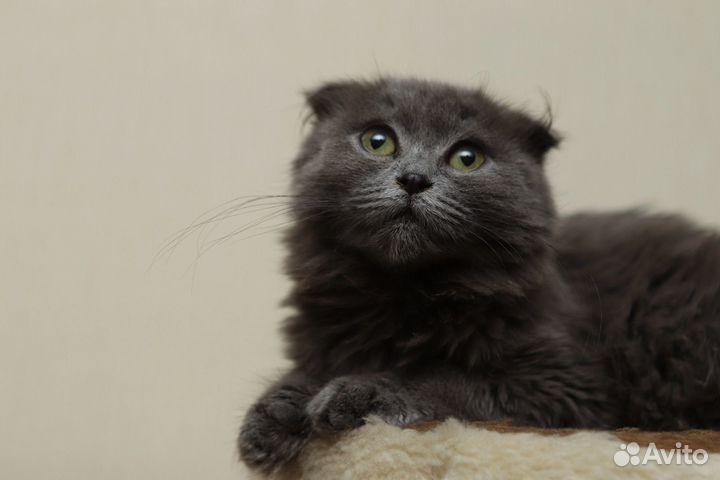 Кошка в дар