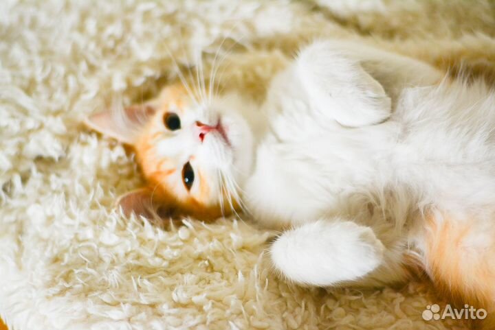 Рыжие девочки солнышки