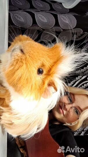 Морская свинка вязка