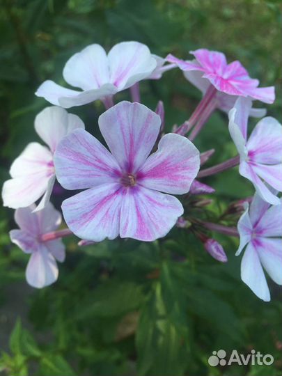 Продам флоксы