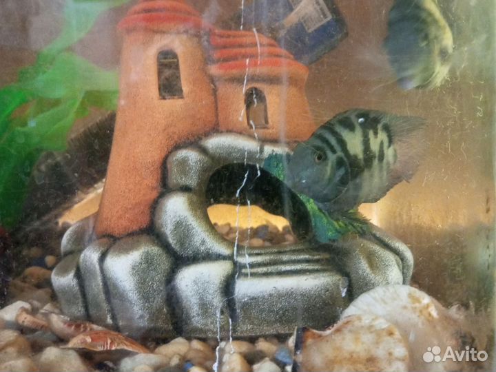 Аквариумные рыбки