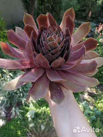 Молодило,каменная роза. Только по Крыму