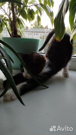 Отдам в добрые руки