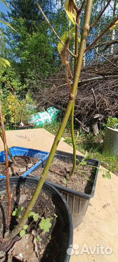 Дерен белый Ауреа