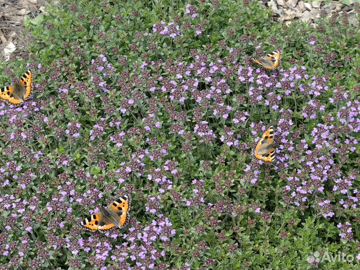 Тимьян ползучий, чабрец, богородская трава